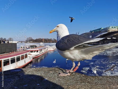 seagull in the city, bird flying or eating on blue sky day