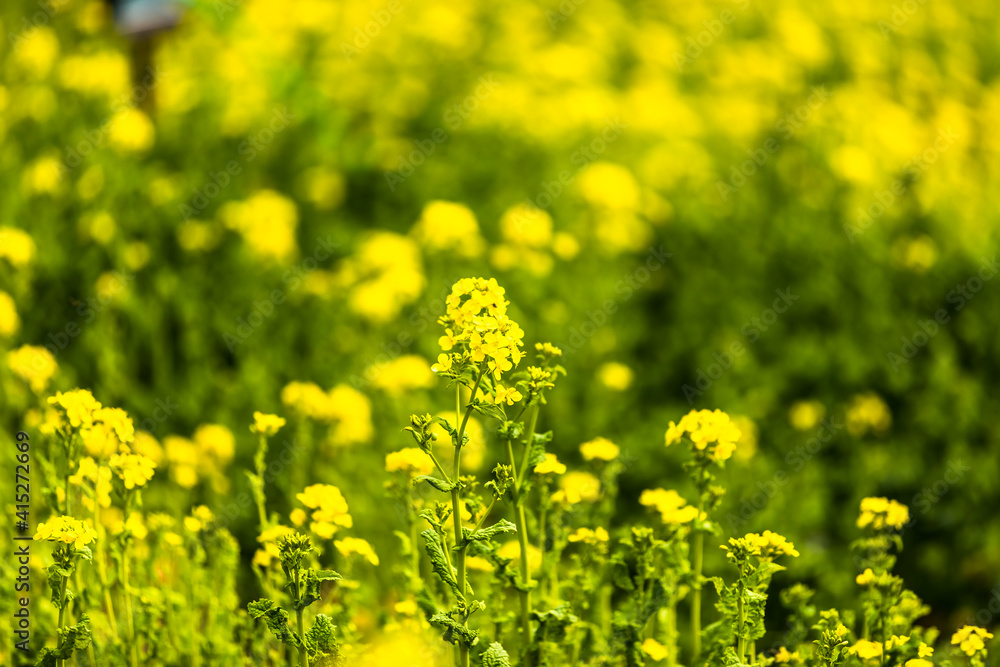 Obraz premium なのはな