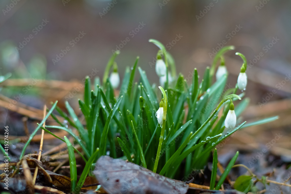 spring flowers. in the photo snowdrops close up spring flowers. in the photo snowdrops close up