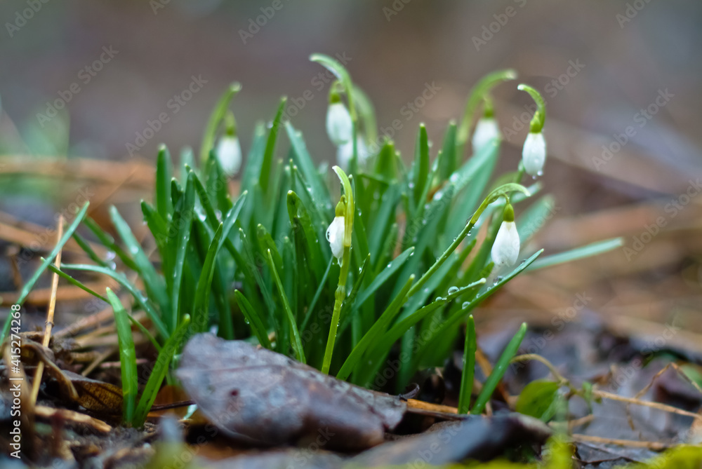 spring flowers. in the photo snowdrops close up spring flowers. in the photo snowdrops close up