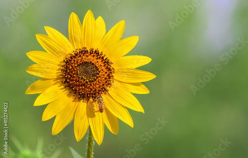 Honey bee pollinating a sunflower