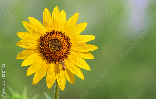 Honey bee pollinating a sunflower © Lowell