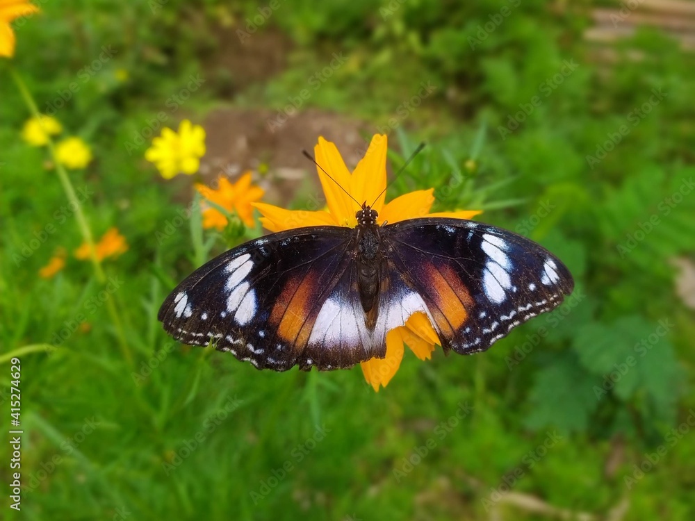 Obraz premium butterfly on a flower