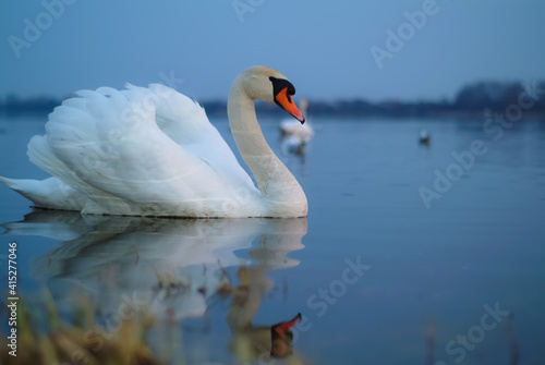 a white swan is floating on the water. in the photo  the swan is close-up on a blue background