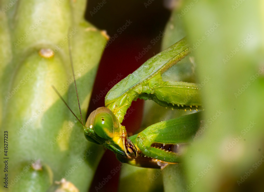 mantis asomandose de una suculenta en busca de una presa