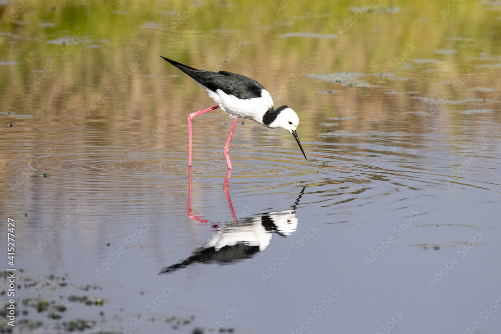 Fototapeta premium Black-winged Stilt feeding in shallow water