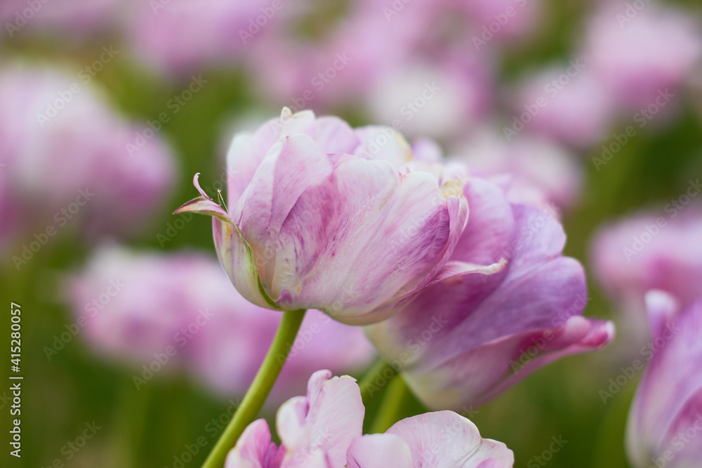 Pink tulips in full bloom
at the tulip festival.
Beauty of nature. Spring, youth, growth concept. Pink tulips in full bloom
at the tulip festival.
Beauty of nature. Spring, youth, growth concept.