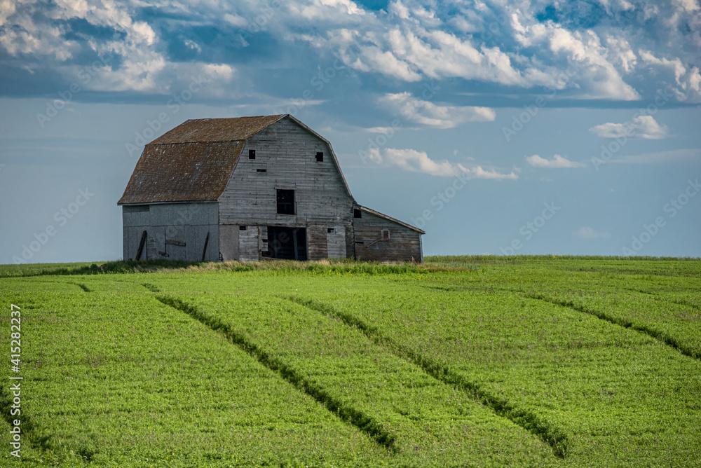 An old barn on the prairies with a wheat crop in the foreground in Saskatchewan, Canada An old barn on the prairies with a wheat crop in the foreground in Saskatchewan, Canada