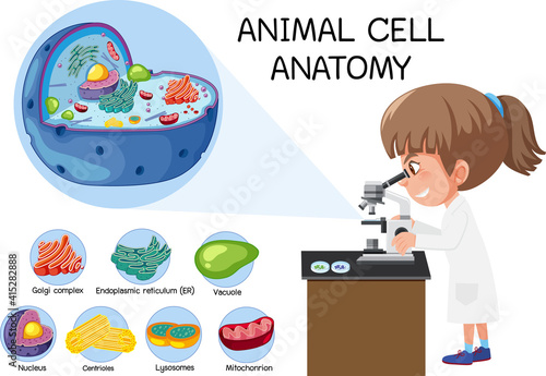 Anatomy of animal cell (Biology Diagram)