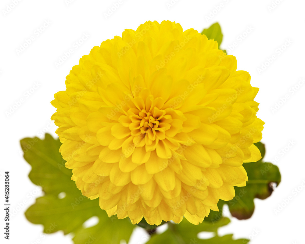 Yellow flowers of chrysanthemum, isolated on white background Yellow flowers of chrysanthemum, isolated on white background