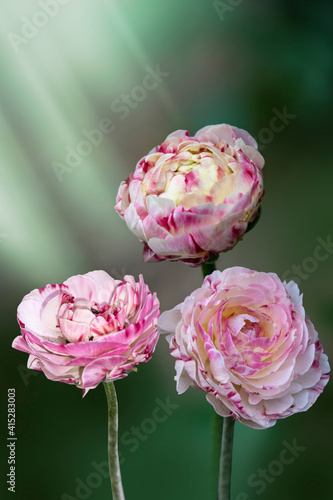 Close up of pink ranunculus (buttercup) frlowers in the springtime photo