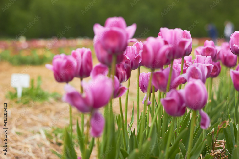 Pink tulips in full bloom
at the tulip festival. 
Beauty of nature. Spring, youth, growth concept.