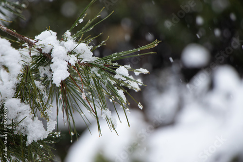 Trees during the Medea snowstorm in Athens, Galatsi photo