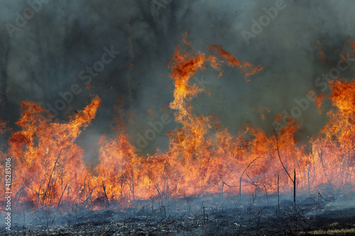 Wild Fire - Burning Earth
