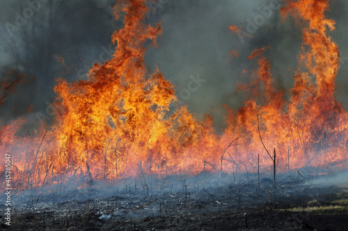 Wild Fire - Burning Earth