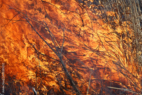 Wild Fire - Burning Earth