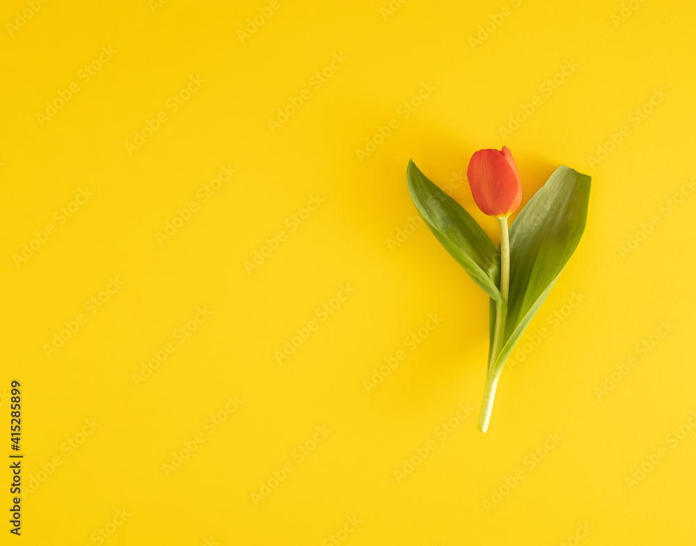 Fototapeta premium fresh red tulip with green leaves on yellow background. minimal flat lay. splendid easter idea. minimal background