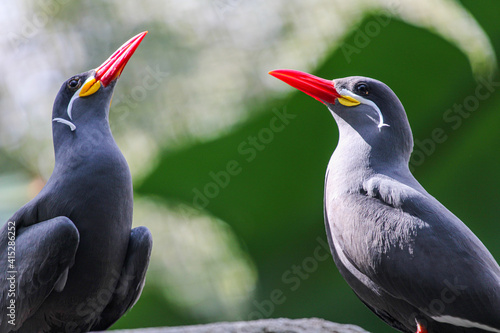 Photography Inca Tern / Bird with a mustache