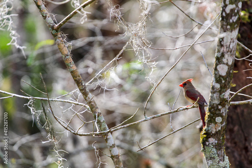 Female Cardinal  photo