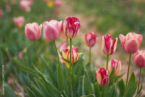 Beautiful colorful tulips at the tulip festival. Beauty of nature. Spring  youth  growth concept.