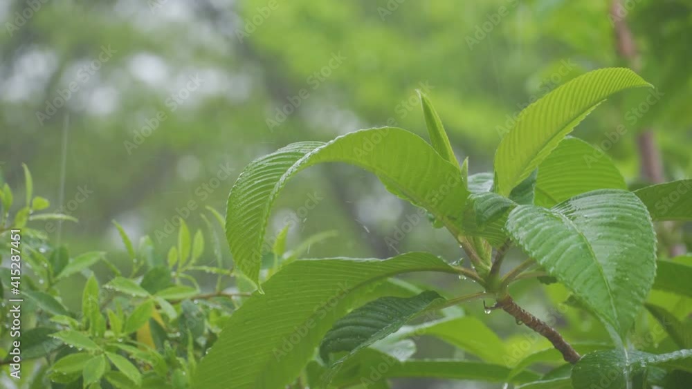 4K Video Close up shot rain on green leave. Concept for season and rainy day. 4K Video Close up shot rain on green leave. Concept for season and rainy day.