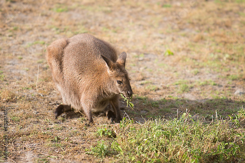 Australian kangaroo eating grass in the meadow. © fotodiya83