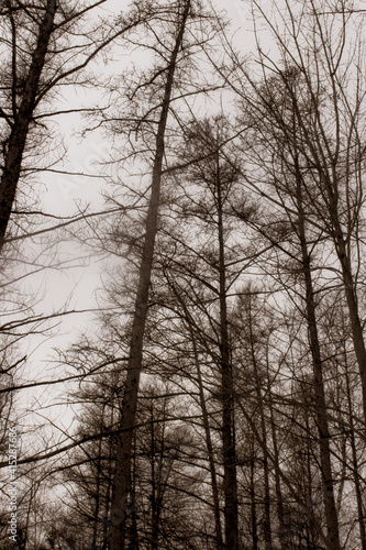 trees in the woods