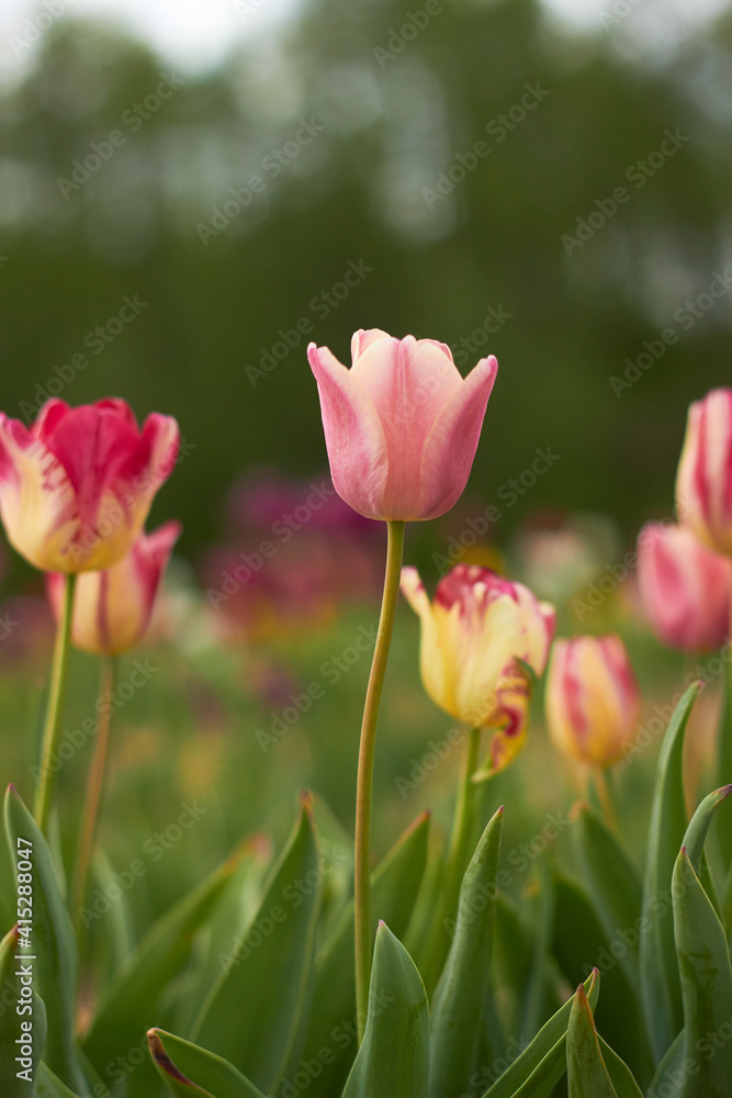 Beautiful colorful tulips
at the tulip festival.
Beauty of nature. Spring, youth, growth concept.