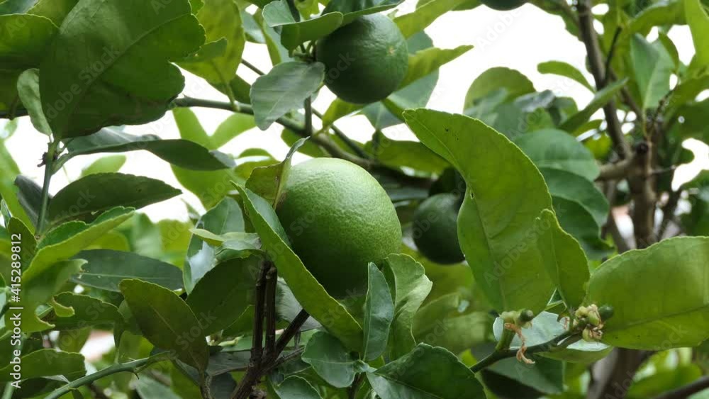 Lime green tree hanging from the branches of it Lime green tree hanging from the branches of it