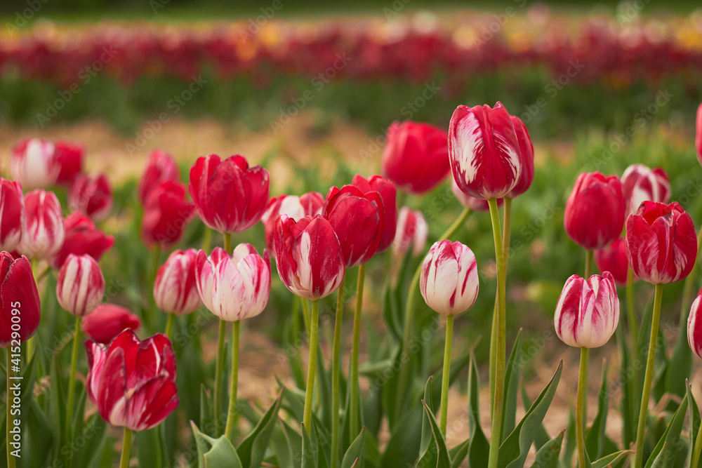 Beautiful colorful tulips
at the tulip festival.
Beauty of nature. Spring, youth, growth concept. Beautiful colorful tulips
at the tulip festival.
Beauty of nature. Spring, youth, growth concept.