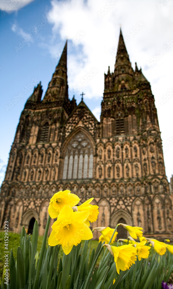 daffodils in front of Lichfield Cathedral, Lichfield, Staffordsh