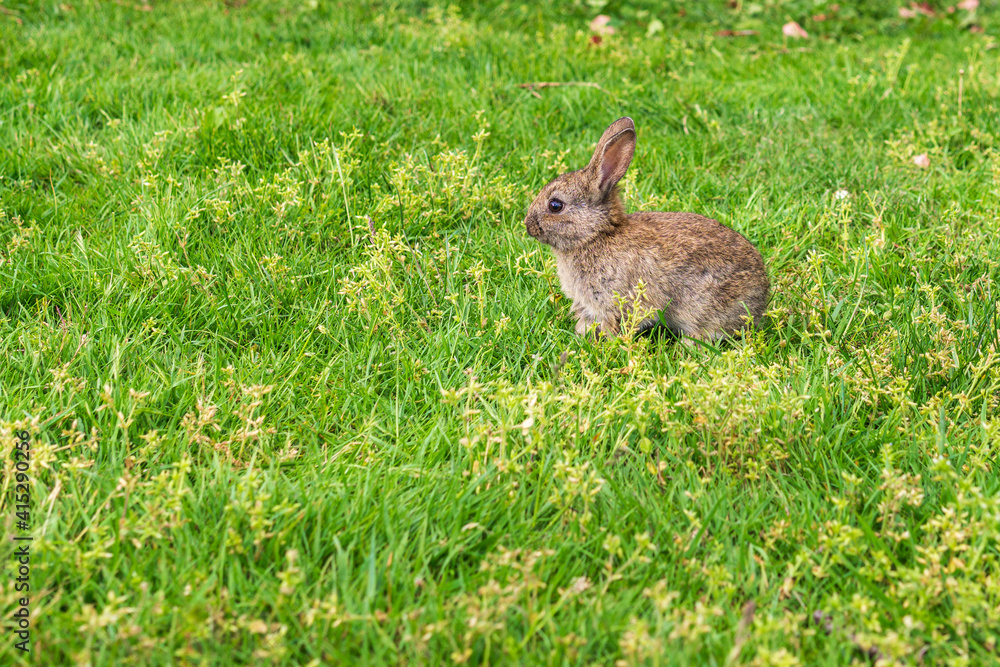 Fototapeta premium spring rabbit in a green field Easter symbol beautiful April background