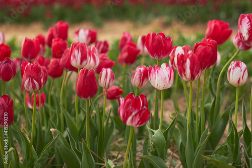 Beautiful colorful tulips at the tulip festival. Beauty of nature. Spring  youth  growth concept.