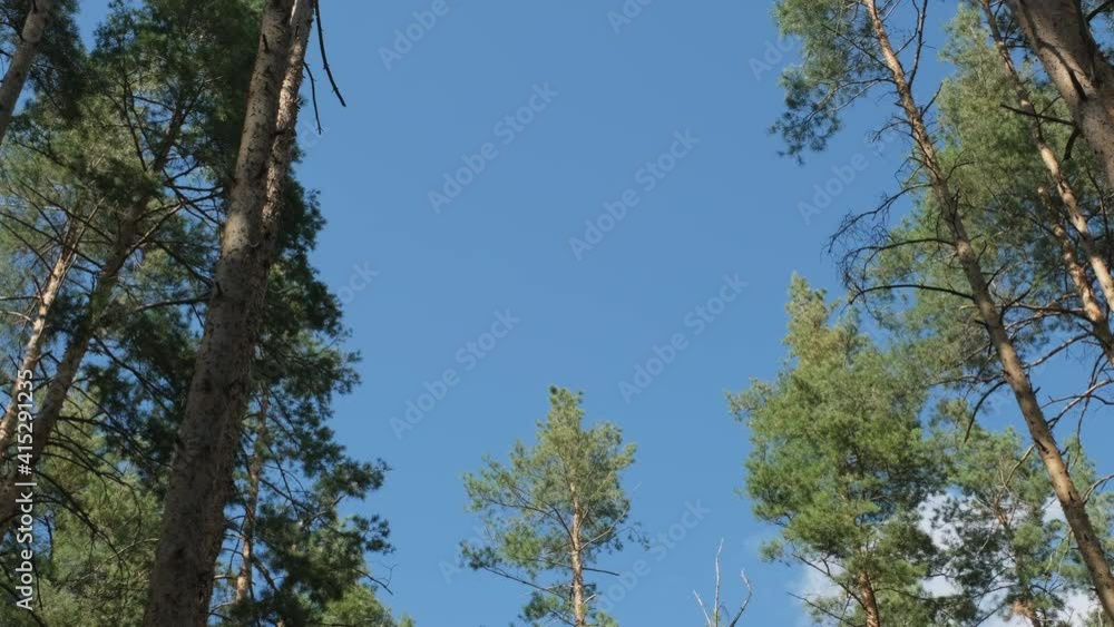 Top of pine trees and blue sky, 4k Top of pine trees and blue sky, 4k