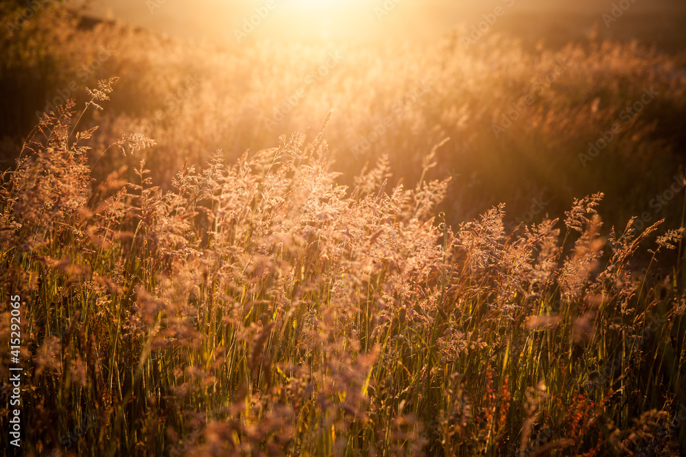wild grass on a summer sunset
