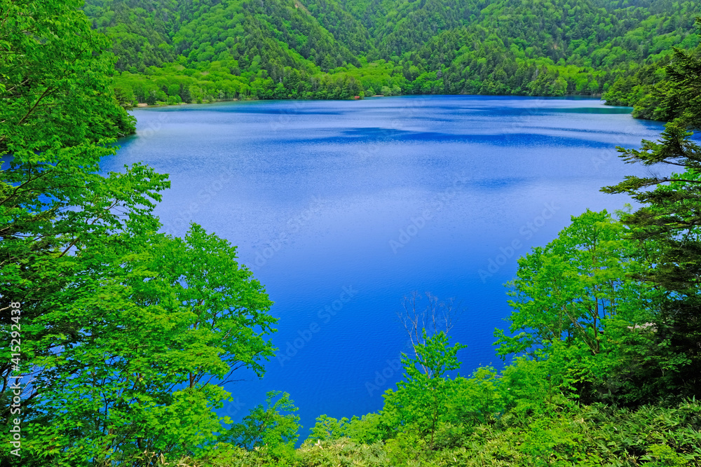 新緑の志賀高原　池巡り　コバルトブルーに染まる大きな大沼池　神秘的で爽やかさも感じる風景