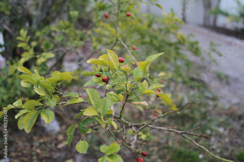 red jasmine berries