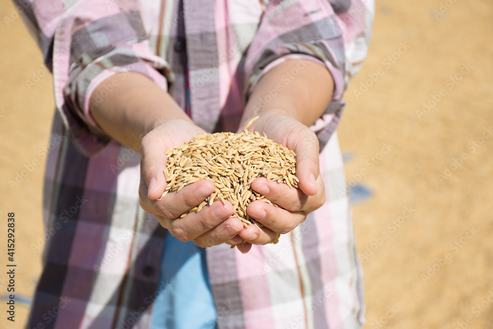 Farmer's hand holding paddy rice after harvest,soft focus. Farmer's hand holding paddy rice after harvest,soft focus.