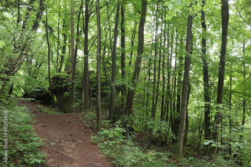 Trampelpfad Wald Wanderweg wandern Waldweg Laubwald Buchenwald