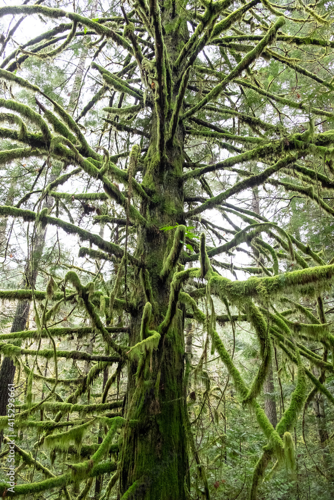 Fototapeta premium moss choked and covered branches in a cedar forest, Vancouver Island, BC, Canada