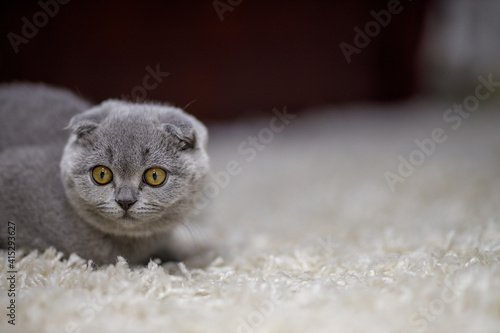  grey fluffy kitten Scottish Fold sits on a fluffy beige carpet and looks on the right side. Copy space