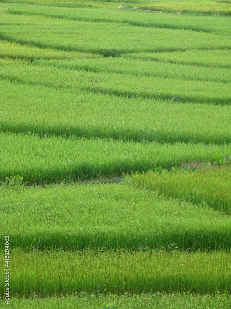 Selective focus landscape image of Lush green fields terrace farming done in mountains Selective focus landscape image of Lush green fields terrace farming done in mountains