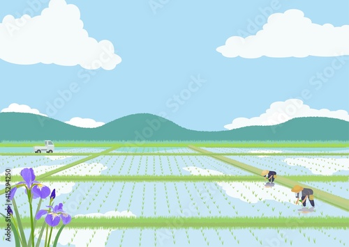 水田と菖蒲の花　田植の季節