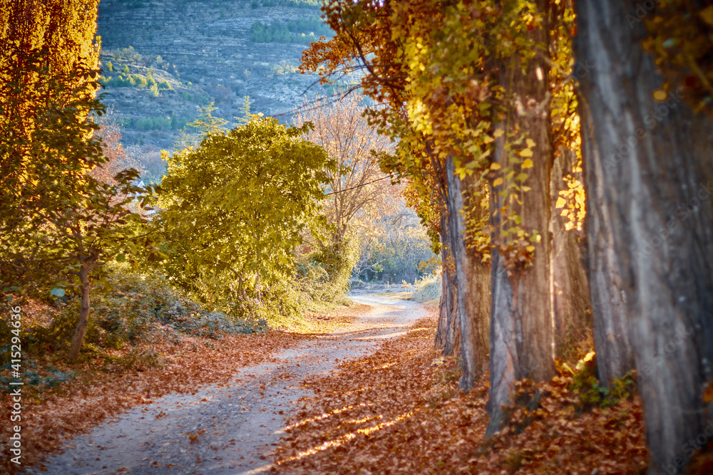  paisaje otoñal de un camino con arboles con pocas hojas