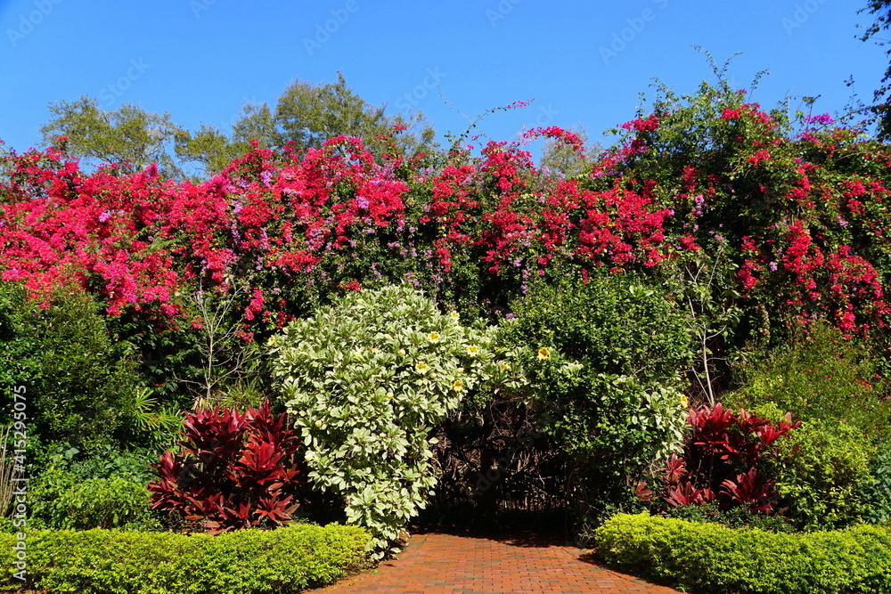 Beautiful spread of clusters of pink bougainvillea flowers and chalice plants at a garden near St Petersburg, Florida, U.S.A