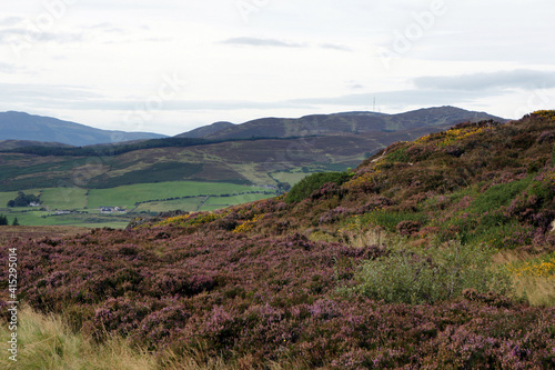 In the mountains of Ireland during wild heather bloom.