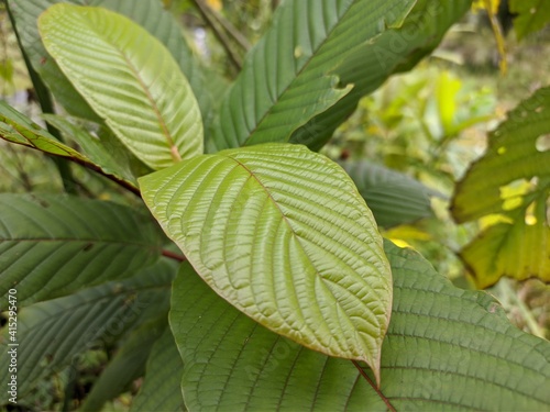 Kratom plants (Mitragyna speciosa) in the morning photo