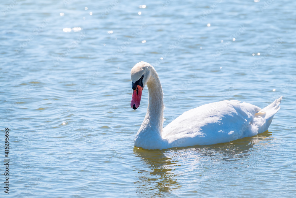 Naklejka premium Graceful white Swan swimming in the lake, swans in the wild. Portrait of a white swan swimming on a lake.