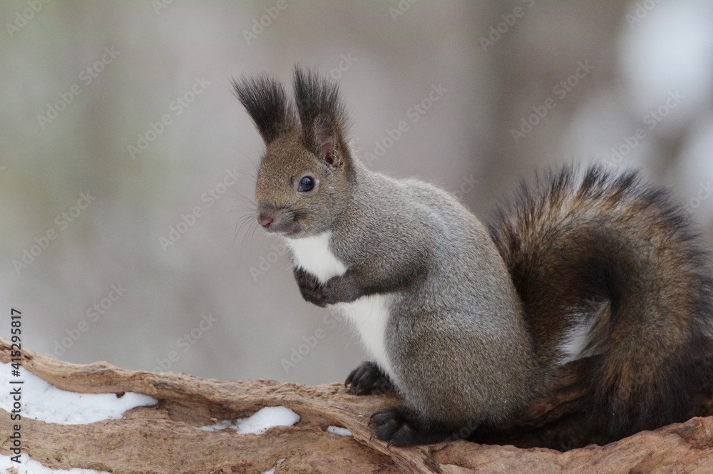 cute squirrel on a tree in Hokkaido, Japan エゾリス 冬の北海道札幌 cute squirrel on a tree in Hokkaido, Japan エゾリス 冬の北海道札幌