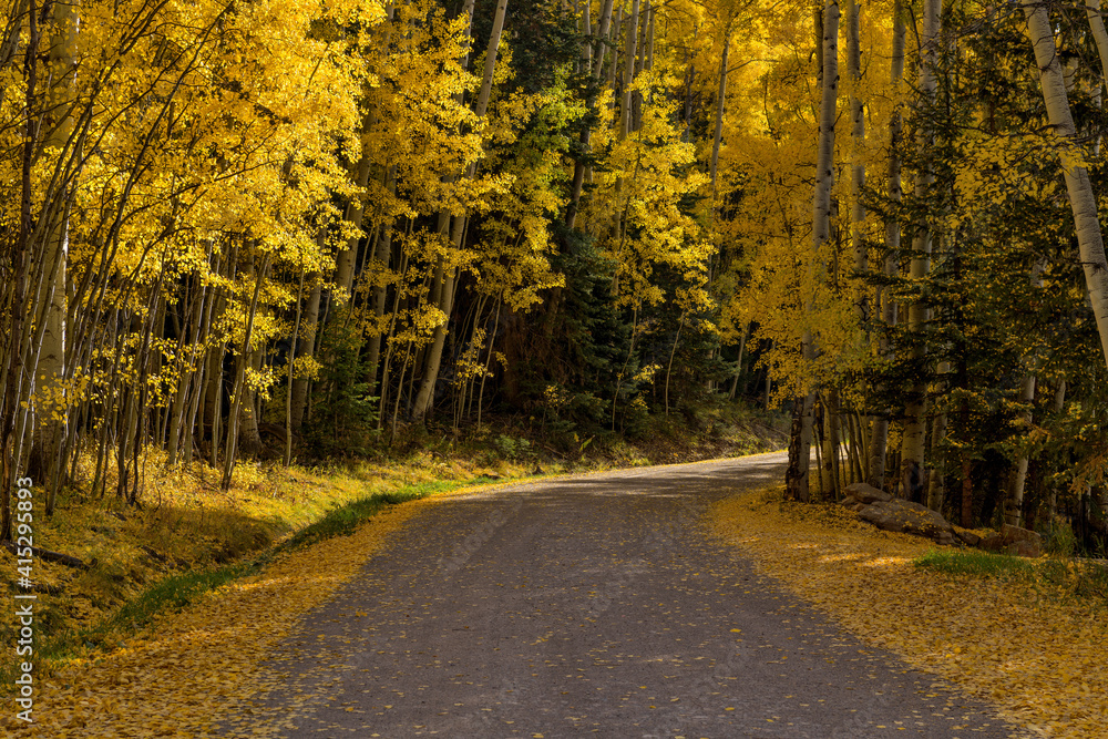 Fototapeta premium Autumn Road - A narrow mountain road winding in a dense golden aspen forest. Telluride, Colorado, USA.